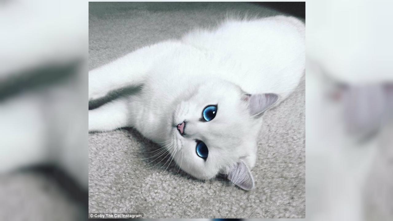 Dengan Pose Menggemaskan, Kucing Tercantik di Dunia jadi Viral-04