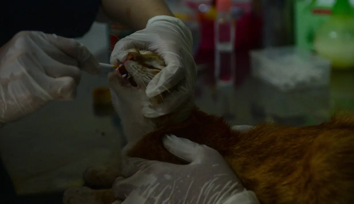 Dokter hewan mengecek kesehatan seekor kucing sebagai bagian dari layanan kesehatan hewan peliharaan di tengah pandemi COVID-19 di klinik hewan di Desa Jombang, Tangerang Selatan, Banten, Rabu (5/8/2020). (Xinhua/Agung Kuncahya B.)