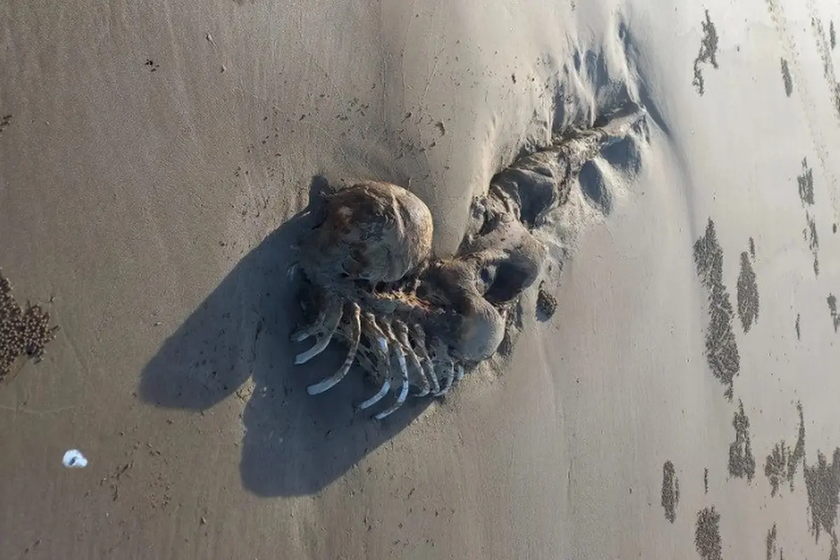 kerangka mirip mermaid di pantai Australia