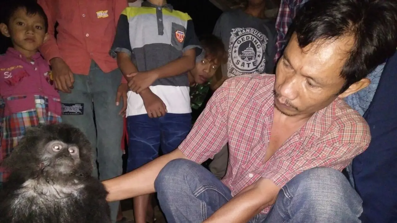 Lutung Jawa Kelaparan Mati Ditembak Orang Tak Dikenal