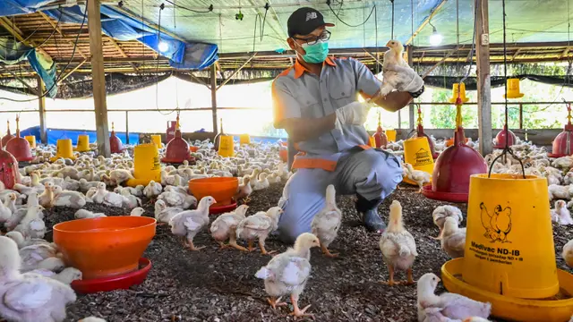 Pemeriksaan Kesehatan Unggas Antisipasi Flu Burung di Aceh Besar