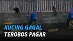 Nasib sedih dialami oleh seekor kucing ini karena gagal terobos pagar.