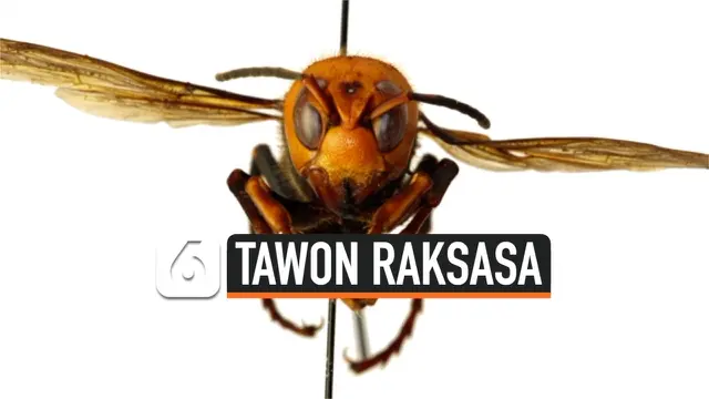 THUMBNAIL TAWON