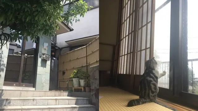 Lucu, Di Jepang Ada Penginapan Unik yang Bisa Menyewa Kucing