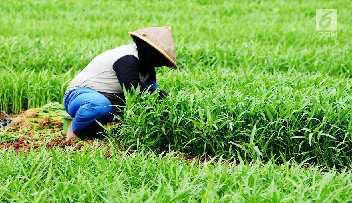 Petani memanen sayur kangkung yang ditanamnya di lahan garapan Banjir Kanal Timur, Cakung, Jakarta, Rabu (15/5/2019). Petani sering memanfaatkan lahan kosong dengan menanam beberapa jenis sayuran seperti kangkung yang dijual sekitar Rp 7.000 per 10 ikat. (merdeka.com/Imam Buhori)