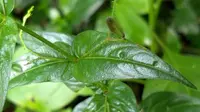 Cara Mengolah Daun Sambiloto agar Tidak Terlalu Pahit, Tetap Berkhasiat