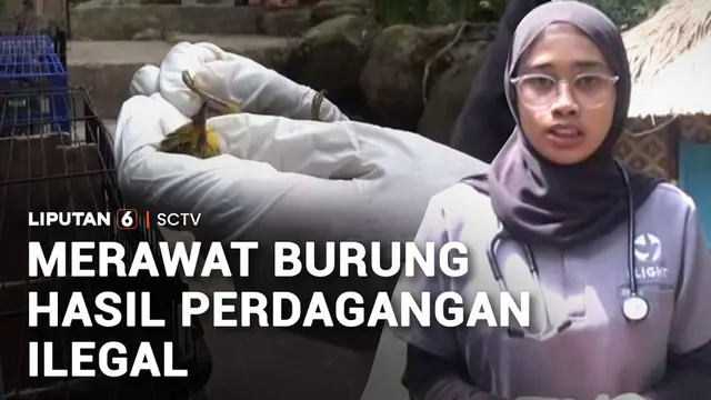 Rumah Sakit Burung Selamatkan Satwa Korban Perdagangan Ilegal