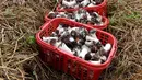 Para petani yang sedang memetik jamur matsutake di sebuah kebun budi daya di Desa Baiyun, Wilayah Taibai, Provinsi Shaanxi, China barat laut (5/7/2020). (Xinhua/Liu Xiao)