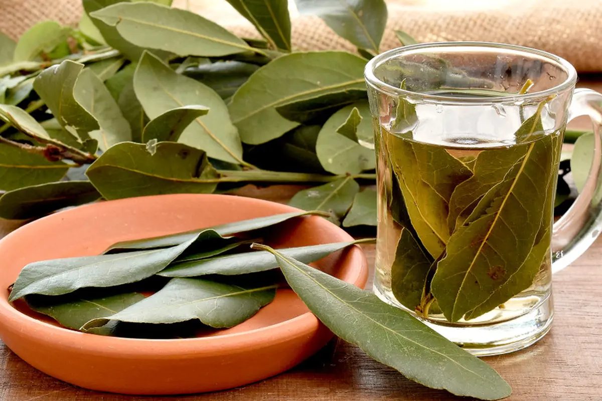daun salam