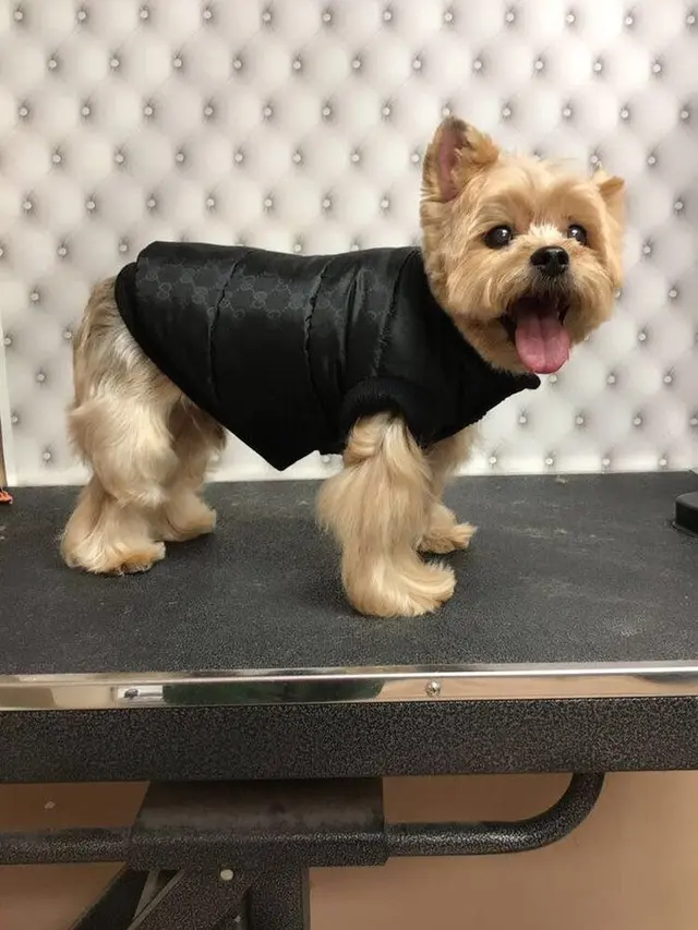 6 Gaya Glamor Anjing Seleb Hollywood