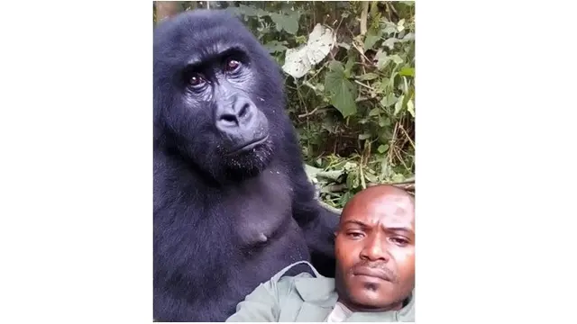 Sekelompok Gorila Ikut Selfie Bareng Penjaga Hutan Ini Bikin Heboh