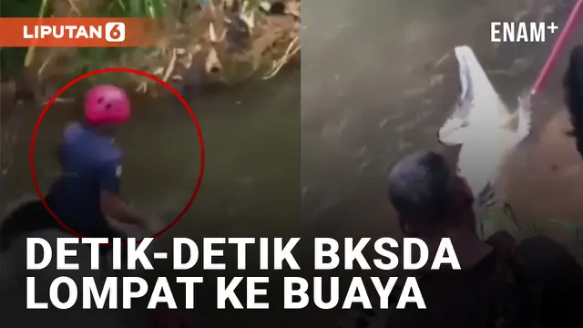 Tegang! Tim BKSDA Lompat ke Buaya di Padang