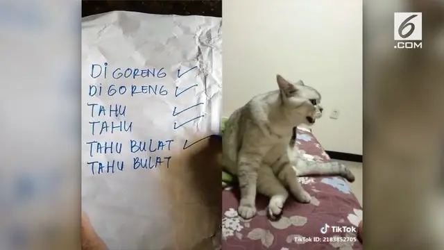VIDEO: Kucing Ini Tiru Suara Penjual Tahu Bulat