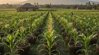 Panduan Menanam Jagung di Pot, Solusi Berkebun di Lahan Sempit