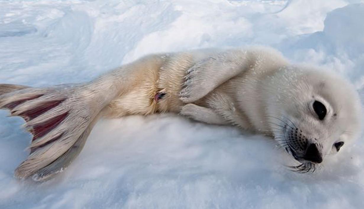 Duh Pose Lucu Anjing Laut Ini Pasti Bikin Kamu Gemes Foto Liputan6 Com