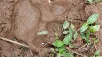 Dua ekor kerbau milik warga di Nagari Sungai Pua Kabupaten agam, Sumatera Barat diserang oleh satwa liar yang diduga harimau. (Liputan6.com/ BKSDA Agam)