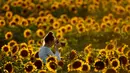 Seorang wanita mengambil foto dari ladang bunga matahari di Grinter Farms, dekat Lawrence, Kansas, 8 September 2018. Setiap tahunnya, keluarga Grinter menanami ribuan benih bunga matahari di lahan seluas 14 hektar tersebut. (AP Photo/Charlie Riedel)