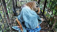 Harimau sumatra yang pernah dievakuasi BBKSDA Riau karena memangsa manusia. (Liputan6.com/M Syukur)