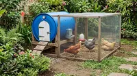 6 Desain Kandang Ayam dari Drum Bekas yang Mudah Dibersihkan, Murah dan Praktis untuk Lahan Sempit