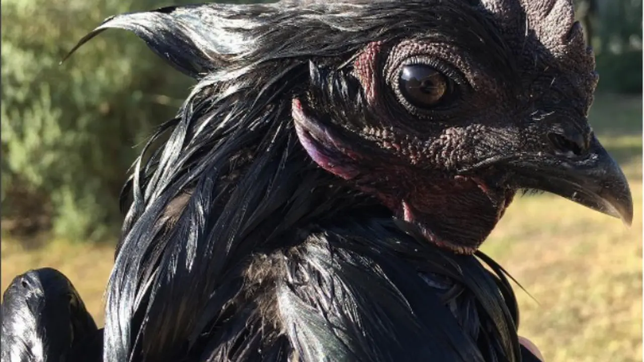 Dijual dengan Harga Rp 40 Juta, Ini 9 Potret Gagahnya Ayam Cemani
