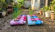 10 Tanaman yang Cocok Ditanam di Botol Bekas Detergen 700 ml untuk Kebun Mini