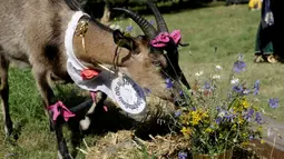 Seekor kambing memakan bunga selama mengikuti kontes kecantikan kambing di Ramygala, Lithuania, Minggu (26/6). Kambing-kambing milik warga didandani secantik mungkin dengan aneka hiasan dan pakaian khas Lithuania. (REUTERS/Ints Kalnins)