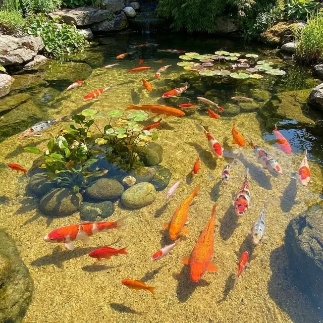 Pasir Atau Kerikil Yang Paling Baik Sebagai Dasar Kolam Ikan?