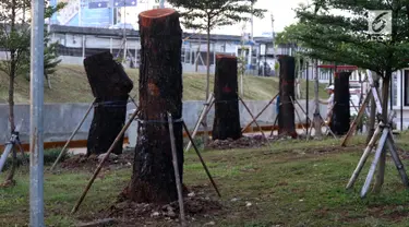 Delapan pohon yang berasal dari Jalan Sudirman dipindah ke kawasan RTH Kalijodo, Jakarta Utara, Kamis (15/3). Pohon yang dipindah merupakan jenis mahoni. (Liputan6.com/Arya Manggala)
