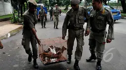 Petugas Satpol PP membawa anjing dalam kandang saat razia pedagang anjing dan kucing di Jalan Latuharhary, Jakarta Pusat, Kamis (9/4/2015). Dalam oprasinya petugas menyita puluhan anjing yang tidak memiliki kelengkapan surat. (Liputan6.com/Johan Tallo)