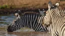 Kawanan zebra minum dari lubang air yang terletak di Taman Nasional Amboseli, Kenya, 21 Juni 2018. Diperkirakan terdapat sekitar 400 spesies burung dan 47 jenis hewan liar di taman nasional ini. (AFP/TONY KARUMBA)