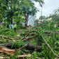 Hujan deras disertai angin kencang melanda Kota Bogor, Jawa Barat, Senin (24/1/2022) siang sekitar pukul 14.30 WIB mengakibatkan belasan pohon tumbang di beberapa ruas jalan. (Liputan6.com/Achmad Sudarno)