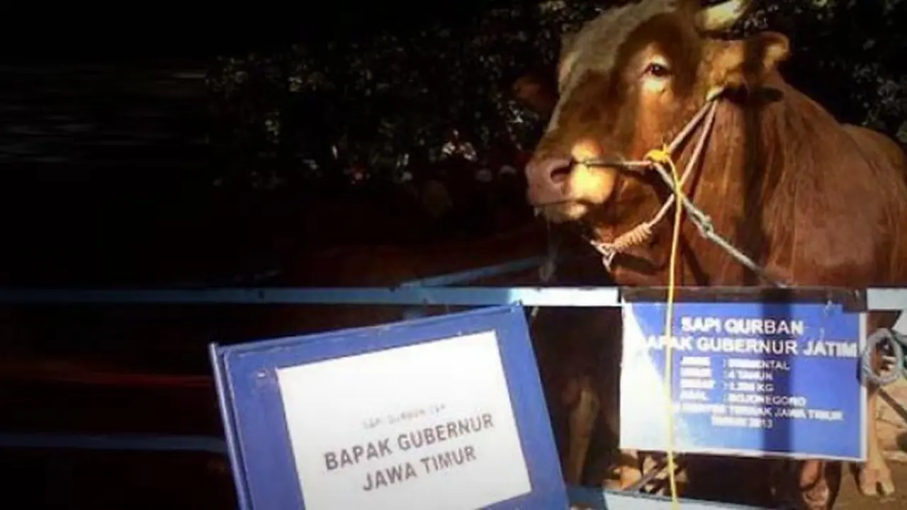 sapi pakde karwo