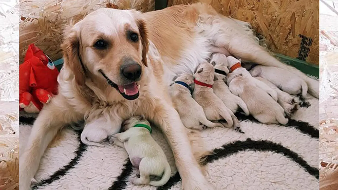 Heboh, Rio Lahirkan Anak Anjing Berbulu Hijau