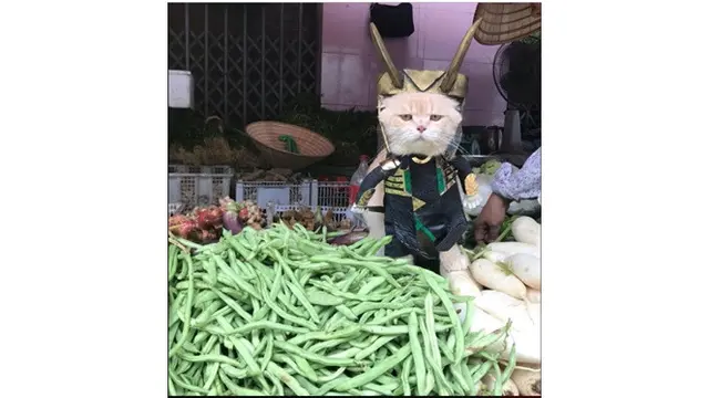 Kucing Imut Ini Perankan Catvengers, Kucing Super yang Melawan Cathanos