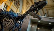 Museum Natural History London copot replika kerangka dinosaurus yang telah dipajang dari seabad yang lalu. (JEFF PACHOUD/AFP)