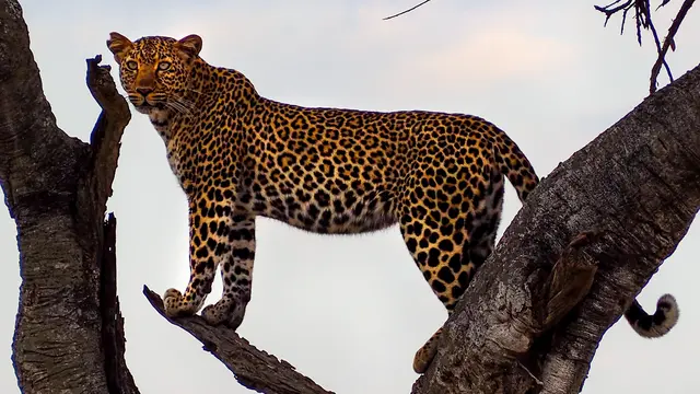 Tigers