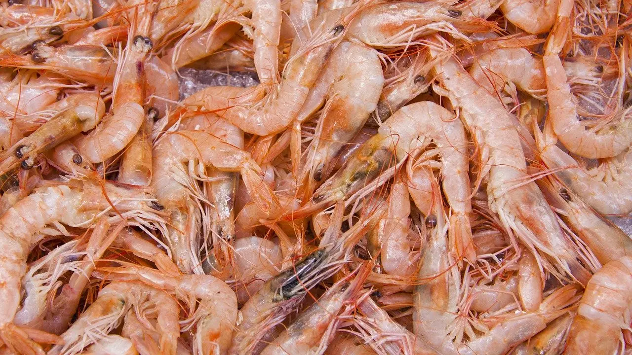 Ilustrasi udang