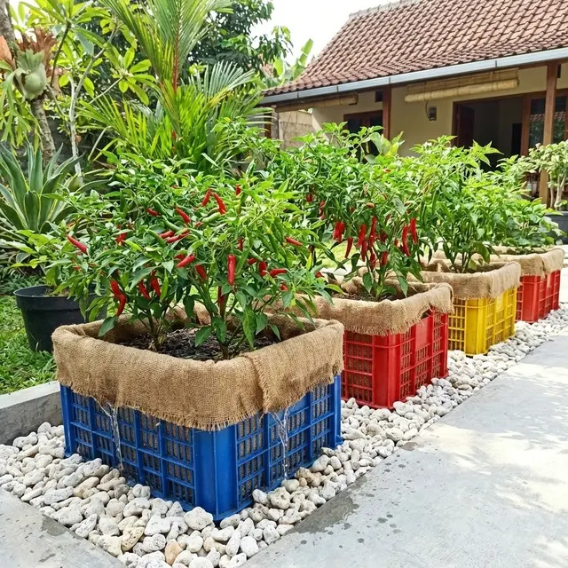 Desain Kebun Cabai Pakai Keranjang Plastik Bekas Anti Becek