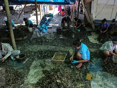 Sejumlah ibu bekerja mengupas kerang hijau di kawasan Muara Angke, Jakarta, Senin (3/8/2015). Dengan penghasilan Rp 30 ribu/hari, para buruh pengupas kerang hijau tersebut harus cukup memenuhi kebutuhan hidup keluarganya. (Liputan6.com/Faizal Fanani)