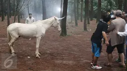 Proses pembuatan video klip lagu terbaru Ridho Rhoma di Buperta Cibubur, Jakarta, Kamis (9/2). Tampak seekor kuda dilibatkan dalam video klip bertajuk 'Mengapa' tersebut. (Liputan6.com/Herman Zakharia)