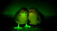 Dan ilmuwan akhirnya mempublikasikan ayam yang bercahaya dalam kegelapan untuk mengendalikan virus flu burung.