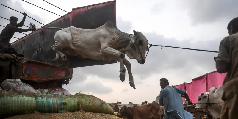 Pasar Ternak di Pakistan