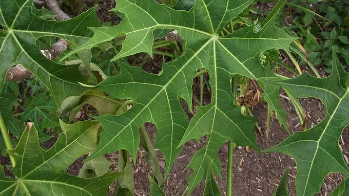Daun Pepaya Jepang (By Tortie tude - Own work, CC0, https://commons.wikimedia.org/w/index.php?curid=27882144)