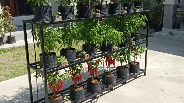 Ide Kebun Cabai Campuran Jenis di Satu Lahan. AI