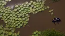 Wisatawan menaiki perahu di dekat tanaman Victoria Cruziana yang tumbuh di atas air sungai Salado di Piquete Cue, Paraguay (7/1). Victoria Cruziana atau biasa disebut teratai raksasa ini berasal dari Amerika Selatan. (AP Photo/Jorge Saenz)