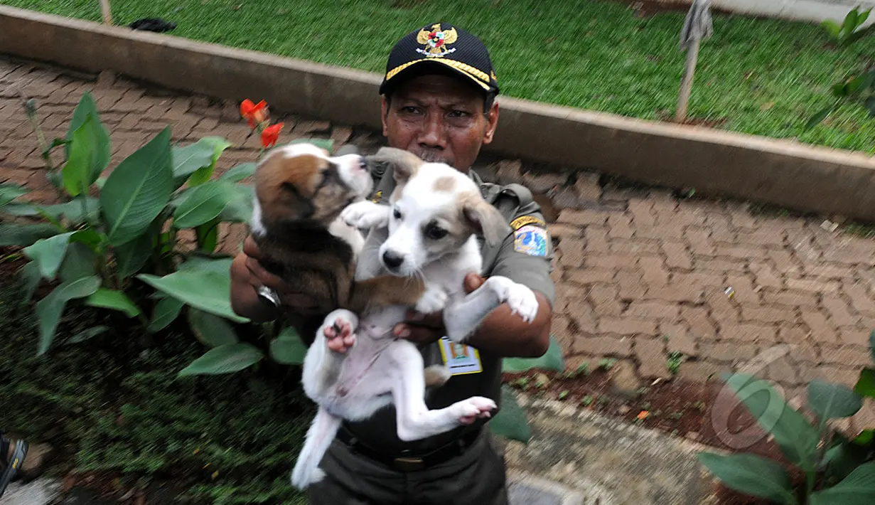 Petugas Satpol PP membawa anjing yang dijual pedagang ke dalam mobil bak di Jalan Latuharhary, Jakarta Pusat, Kamis (9/4/2015). Dalam oprasinya petugas menyita puluhan anjing yang tidak memiliki kelengkapan surat. (Liputan6.com/Johan Tallo)