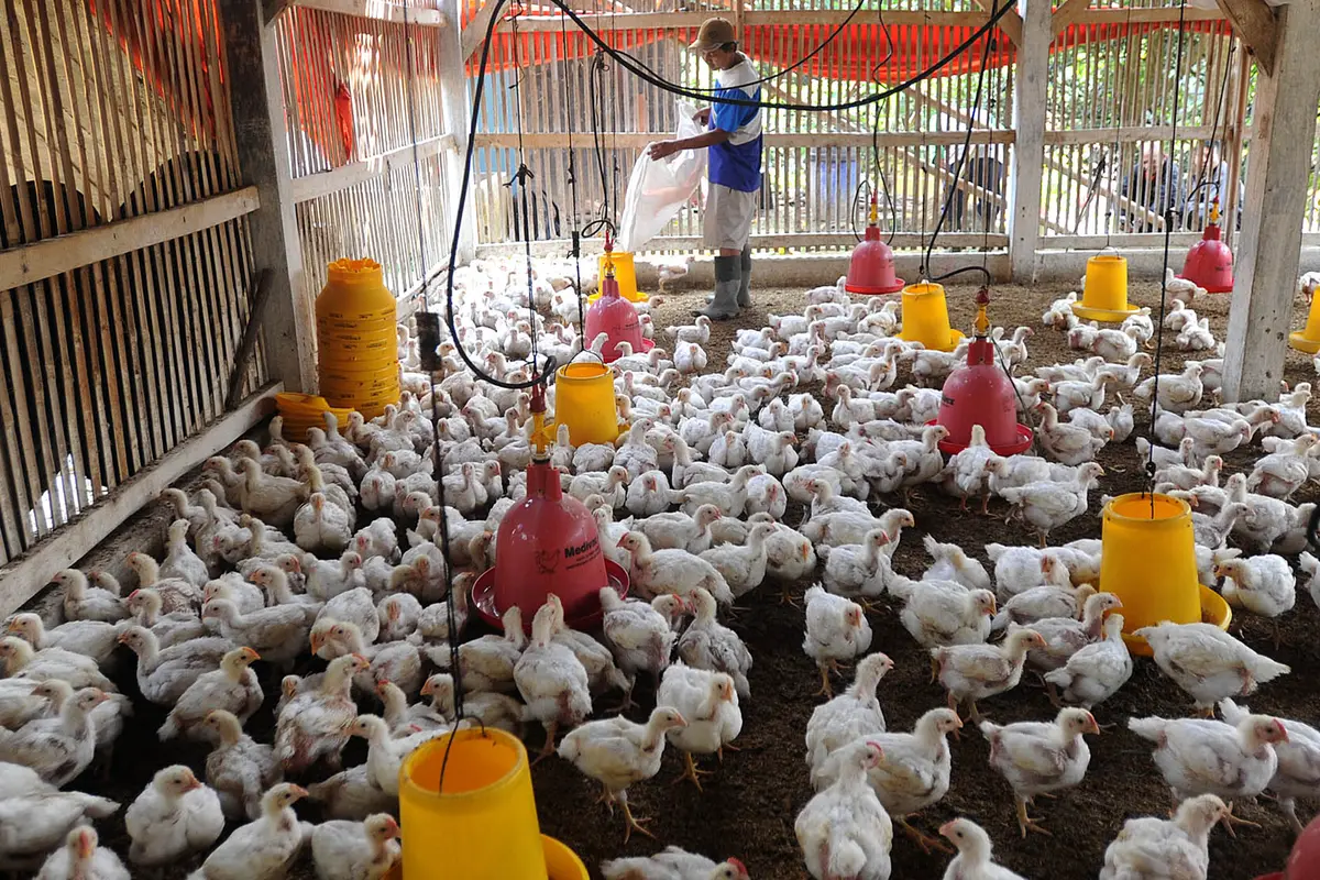 Tembus Rp 50 Ribu per Kg, Peternak Keluhkan Harga Bibit Ayam Fluktuatif