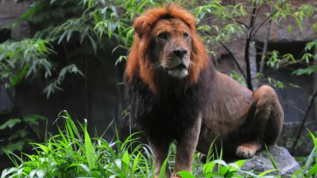 Libur Panjang, Wisatawan Serbu  Taman Safari Indonesia