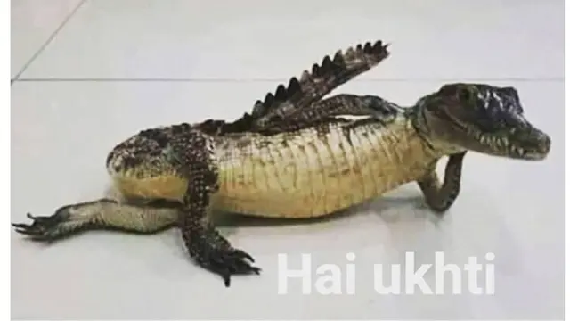 5 Foto Editan Buaya Berpose Ini Kocak, Bikin Ketawa