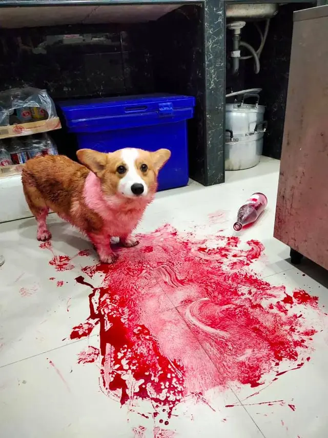 Seekor anjing menumpahkan sirup yang berakhir bikin pemilik panik.